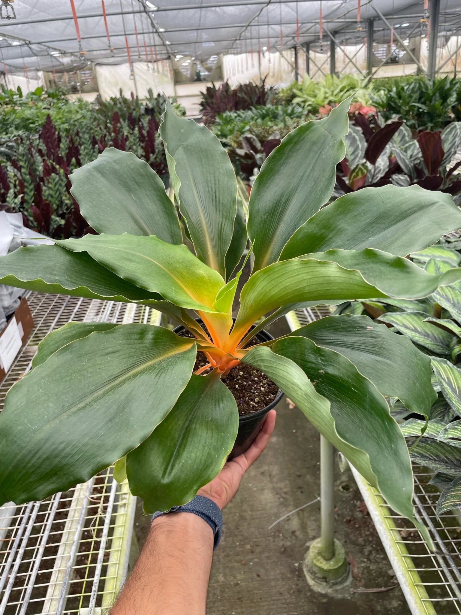 Spider Plant 'Fire Flash' - TheHardenGarden