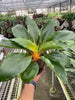 Spider Plant 'Fire Flash' - TheHardenGarden