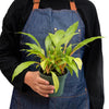 Spider Plant 'Fire Flash' - TheHardenGarden