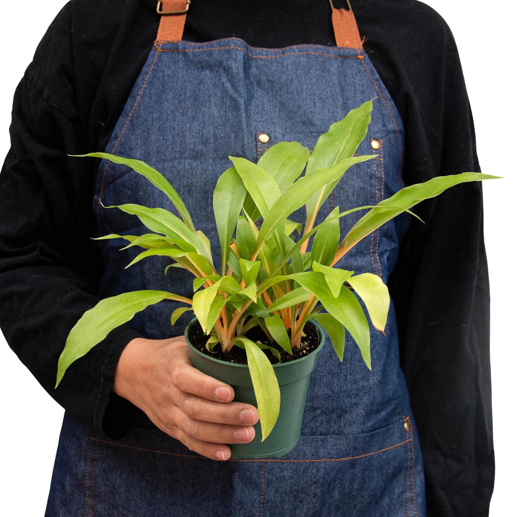 Spider Plant 'Fire Flash' - TheHardenGarden