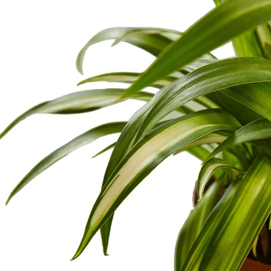 Spider Plant Hawaiian - TheHardenGarden