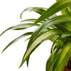 Spider Plant Hawaiian - TheHardenGarden