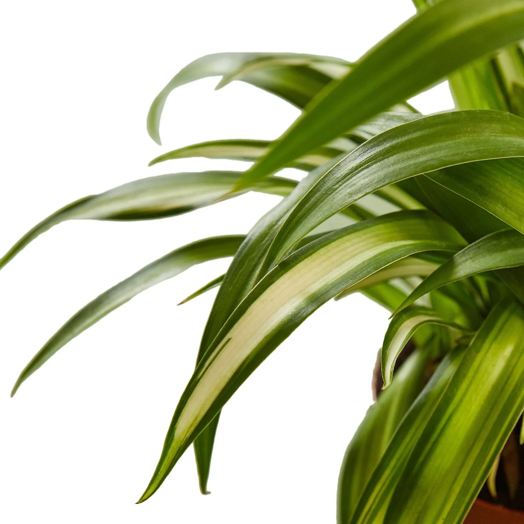 Spider Plant Hawaiian - TheHardenGarden