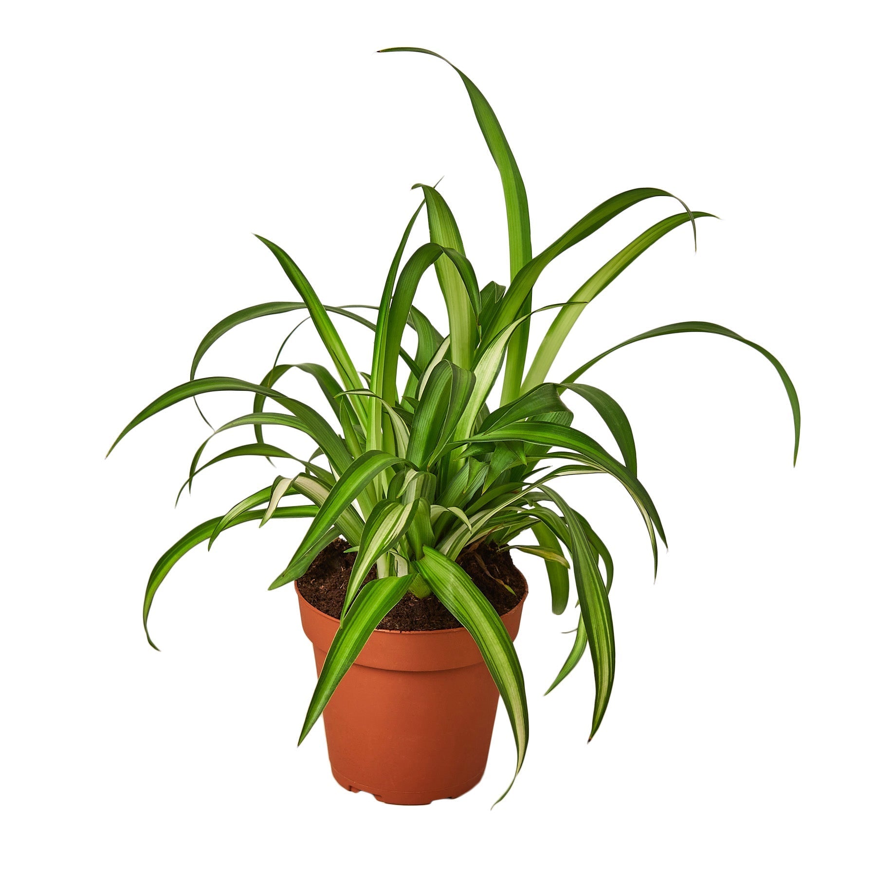 Spider Plant Hawaiian - TheHardenGarden