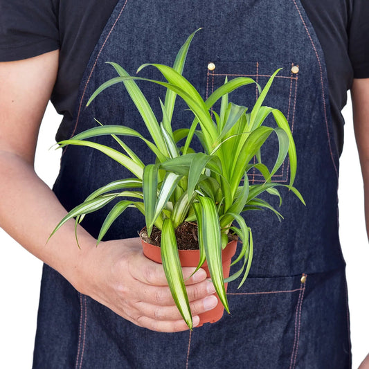 Spider Plant Hawaiian - TheHardenGarden