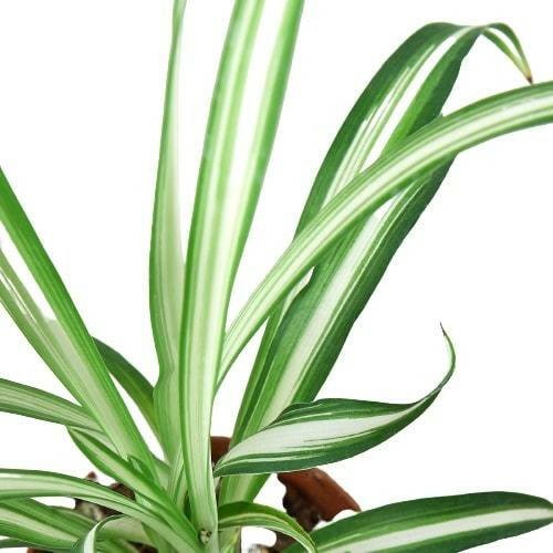 Spider Plant Reverse - TheHardenGarden