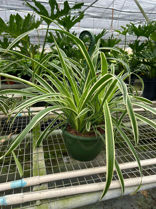 Spider Plant Reverse - TheHardenGarden