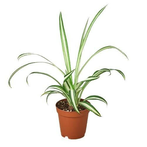 Spider Plant Reverse - TheHardenGarden