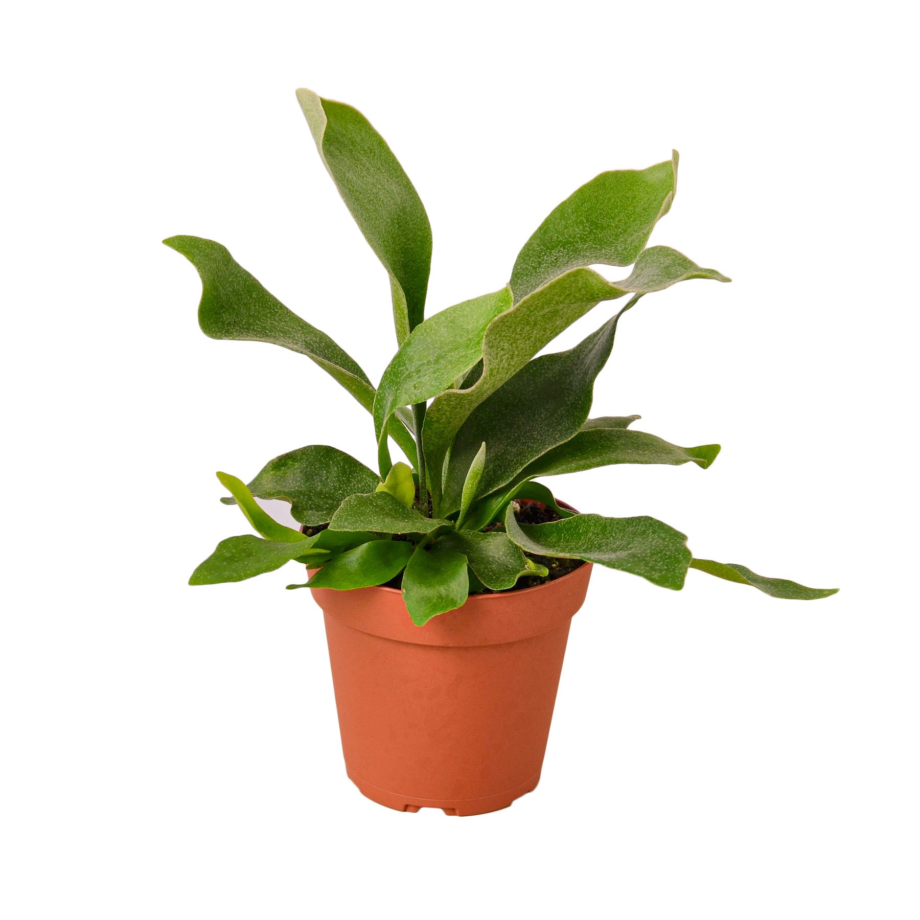 Staghorn Fern - TheHardenGarden