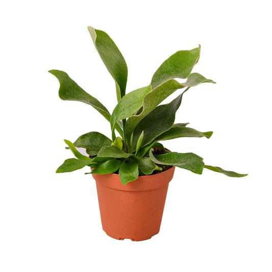 Staghorn Fern - TheHardenGarden