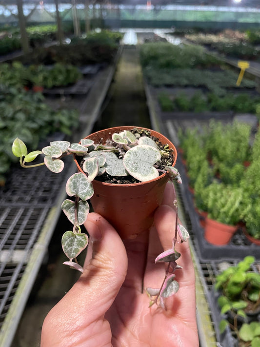 String of Hearts Variegated - TheHardenGarden