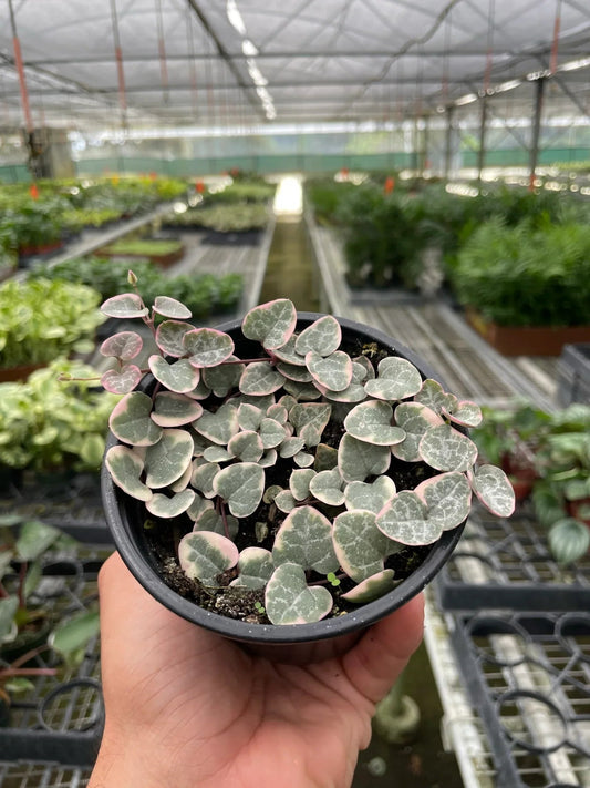 String of Hearts Variegated - TheHardenGarden