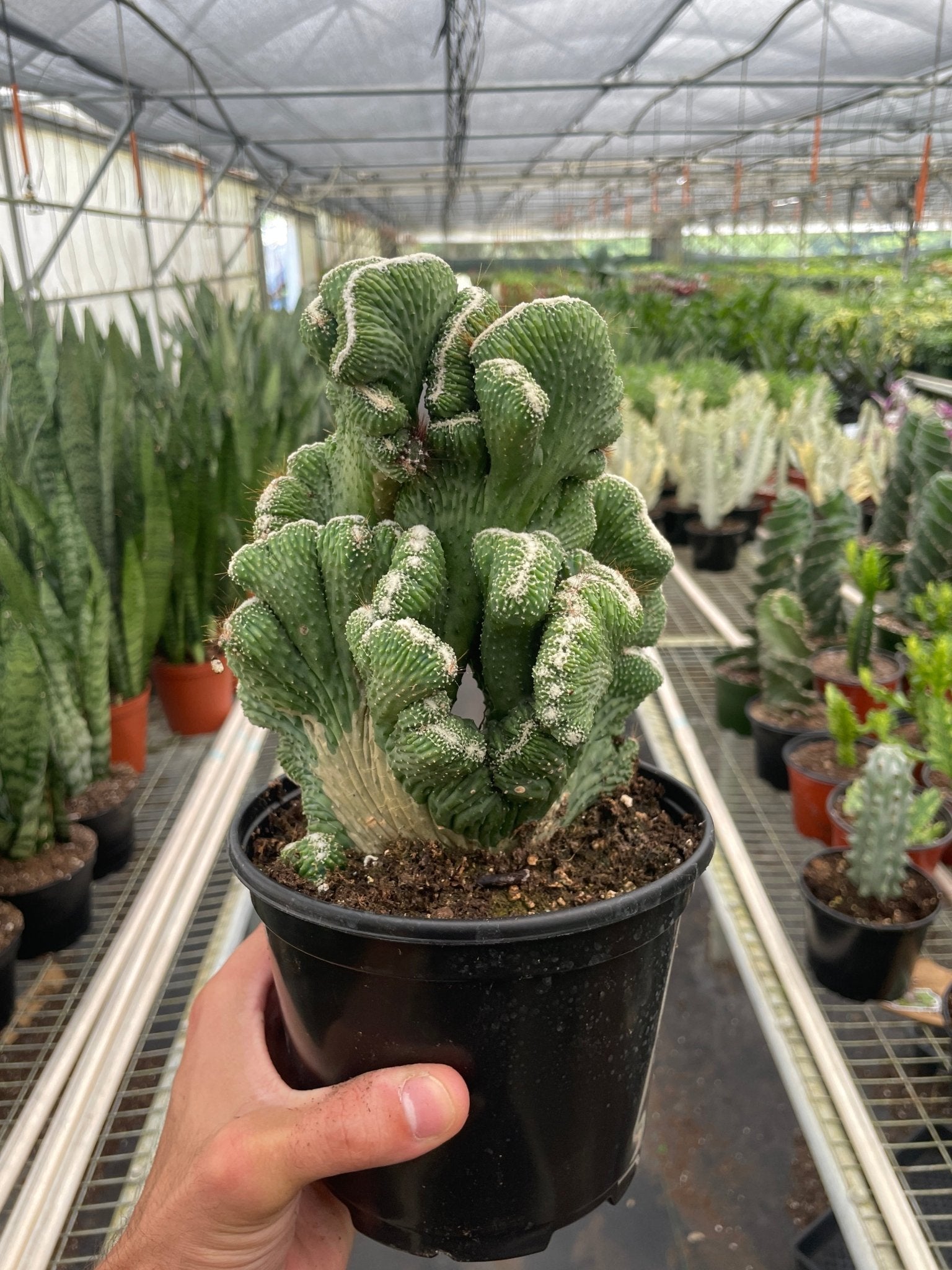 Succulent Cereus Coral Green - TheHardenGarden