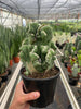 Succulent Cereus Coral Green - TheHardenGarden