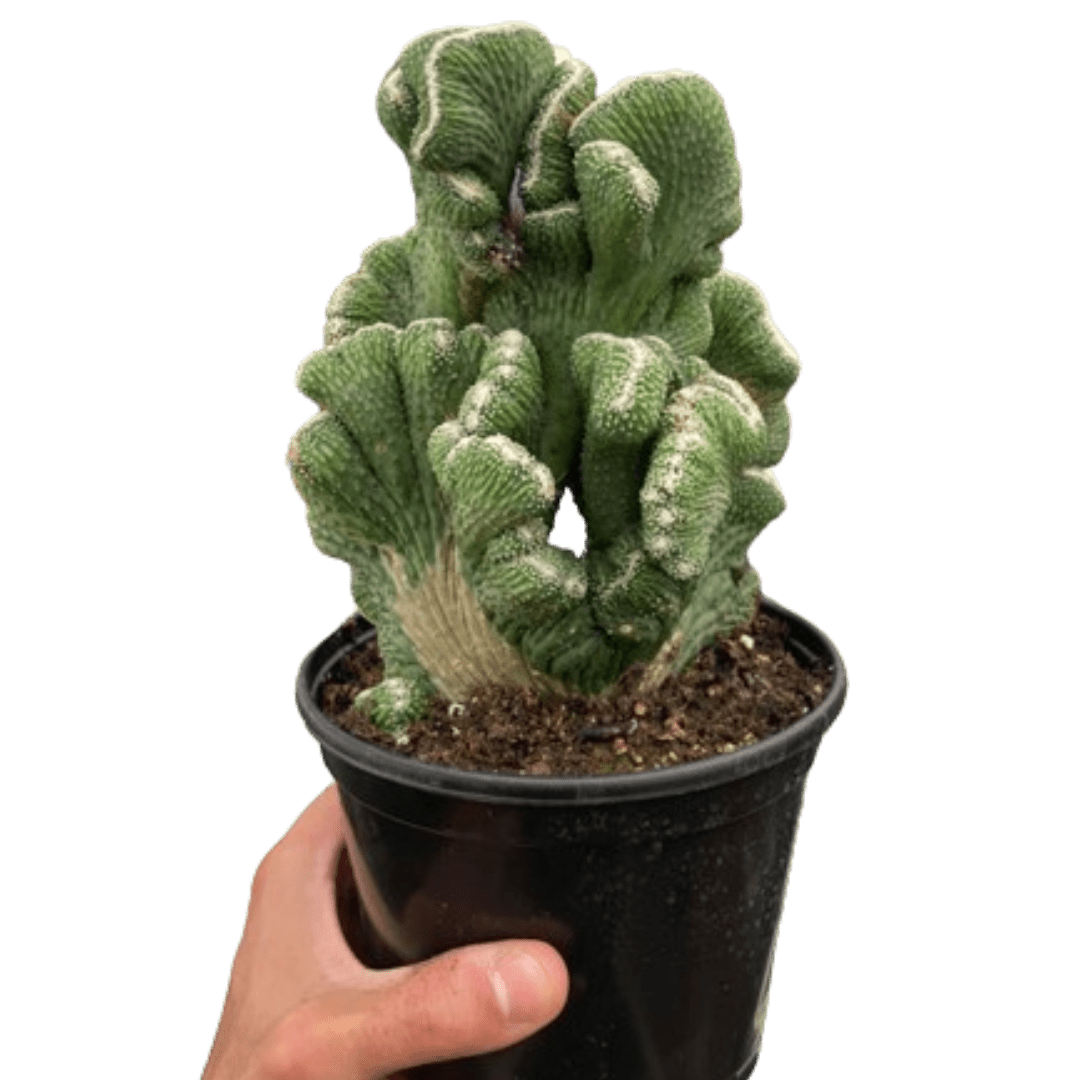 Succulent Cereus Coral Green - TheHardenGarden