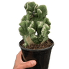 Succulent Cereus Coral Green - TheHardenGarden