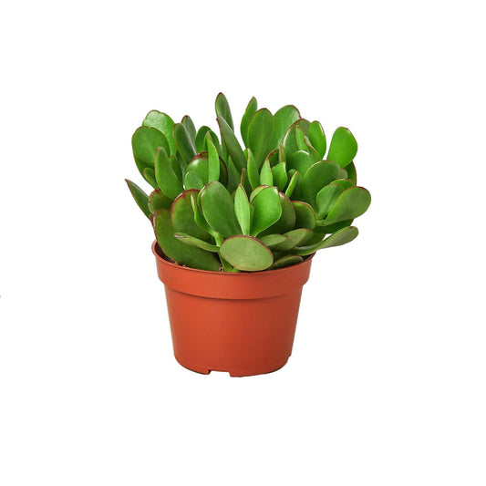 Succulent Crassula 'Jade' - TheHardenGarden