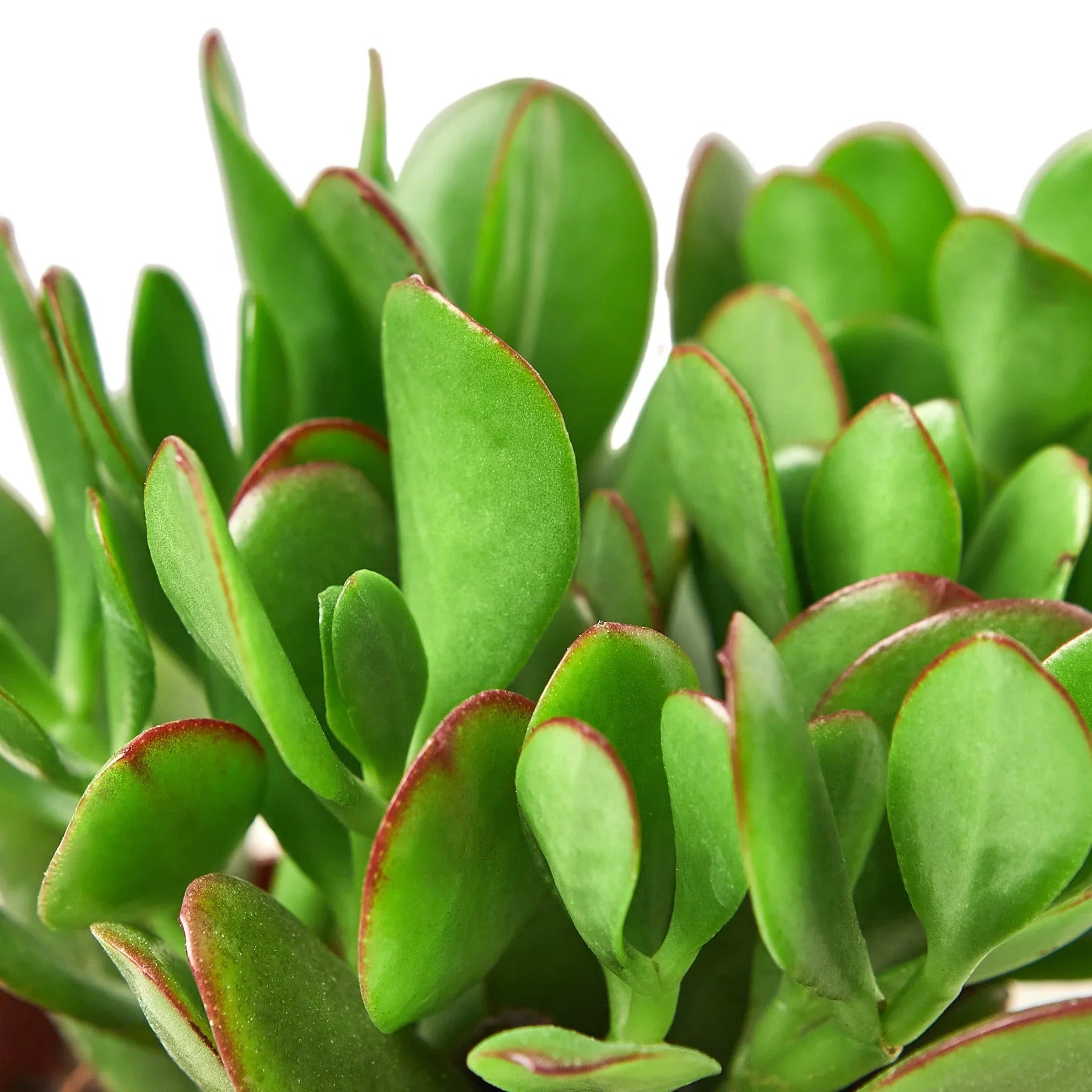 Succulent Crassula 'Jade' - TheHardenGarden