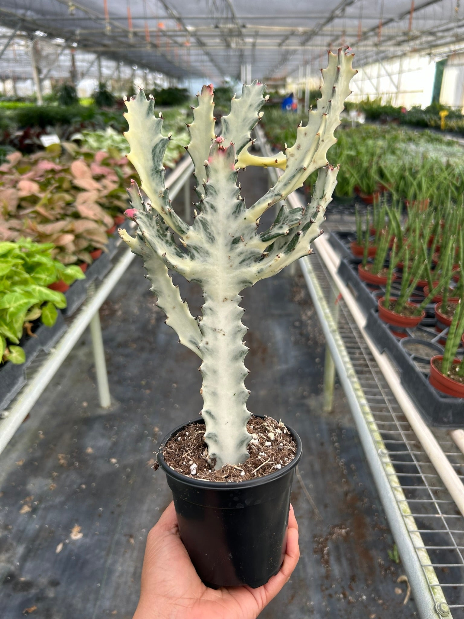 Succulent Euphorbia 'Dragon Bone' - TheHardenGarden