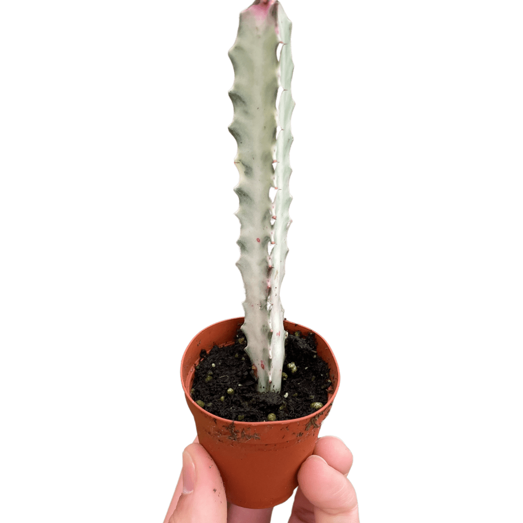 Succulent Euphorbia 'Dragon Bone' - TheHardenGarden