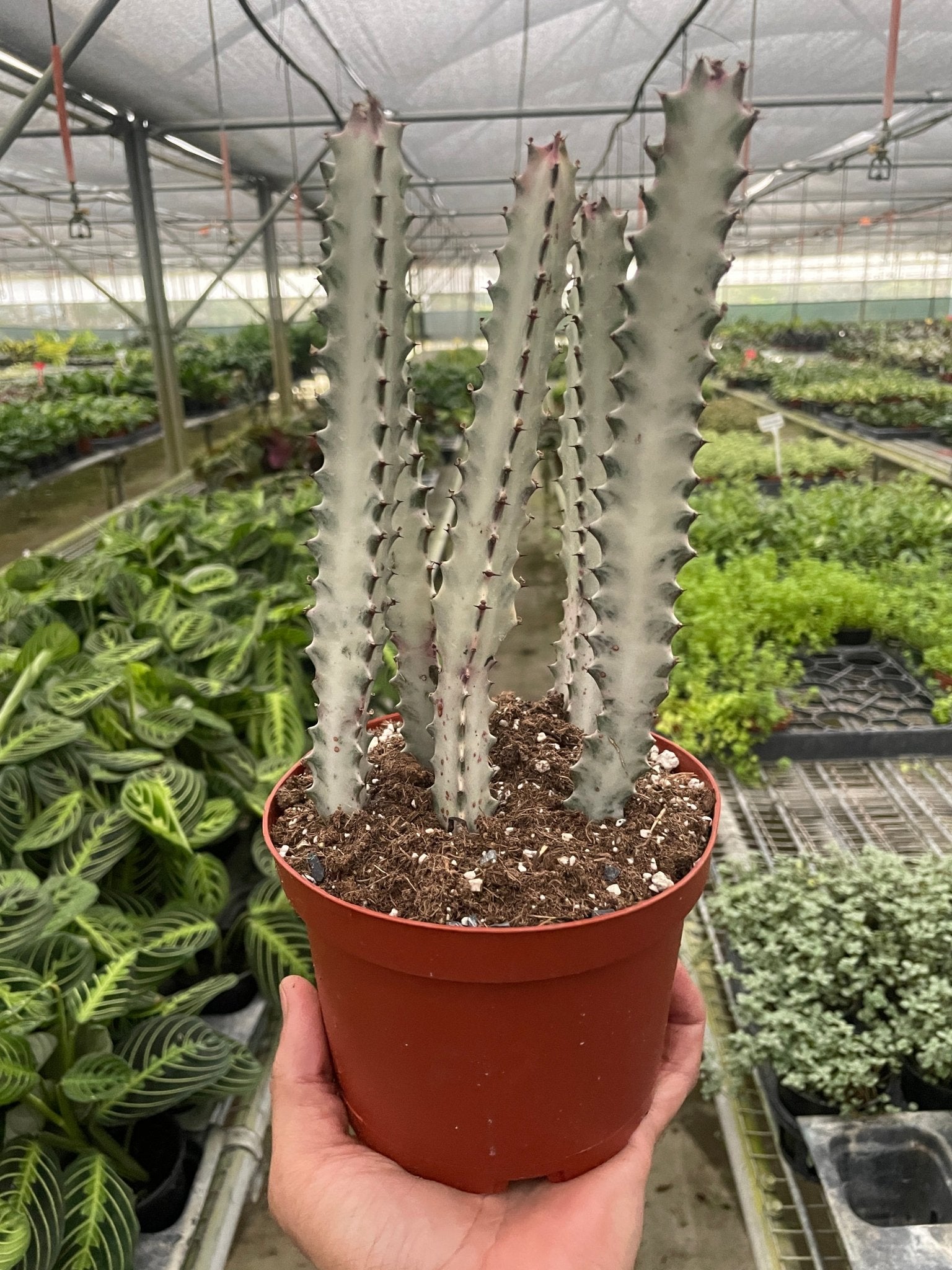 Succulent Euphorbia 'Dragon Bone' - TheHardenGarden