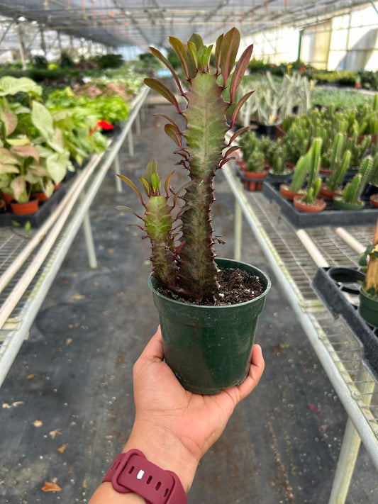 Succulent Euphorbia Trigona Rubra African Milk Tree, Good Luck Plant