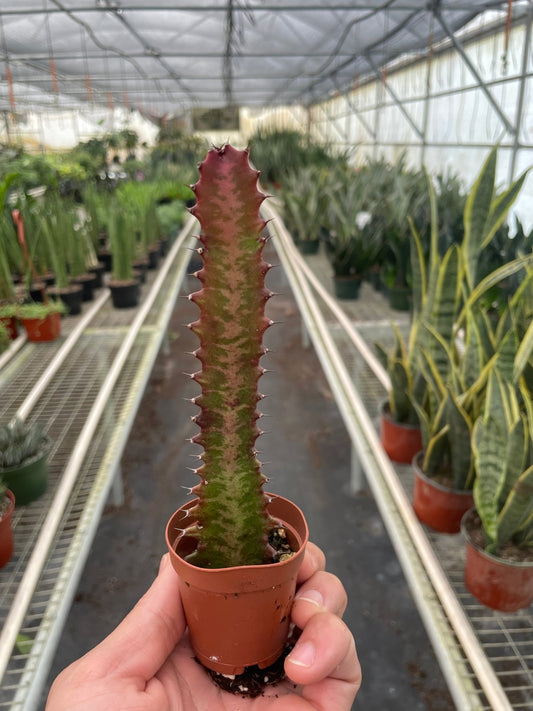 Succulent Euphorbia 'Trigona Rubra African Milk Tree, Good Luck Plant