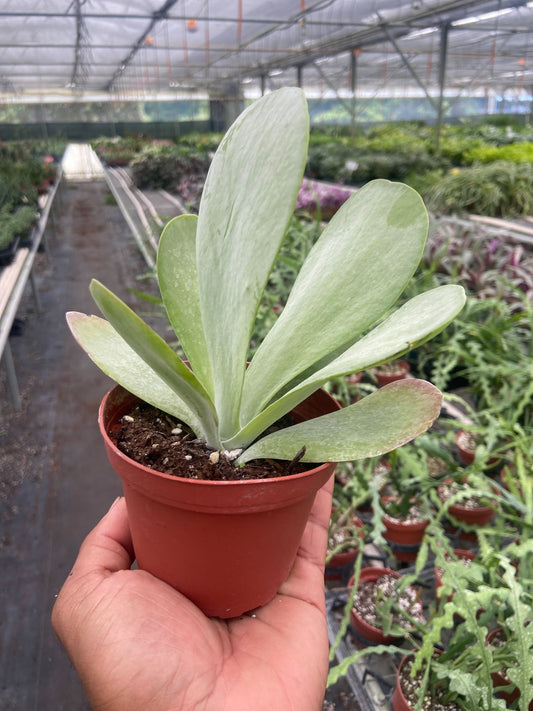 Succulent Kalanchoe 'Flap Jack' - TheHardenGarden