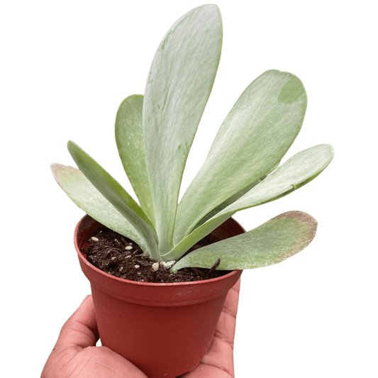 Succulent Kalanchoe 'Flap Jack' - TheHardenGarden