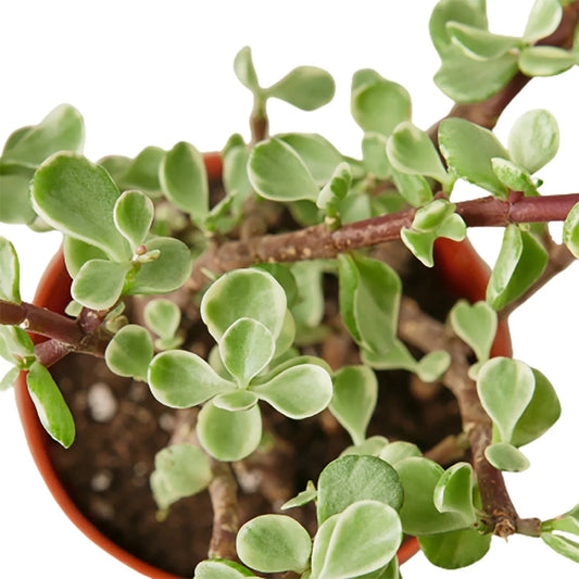 Succulent 'Rainbow Elephant Bush' - TheHardenGarden