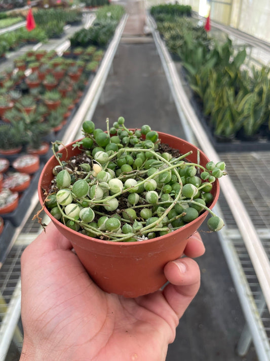 Succulent 'String of Pearls' Variegated - TheHardenGarden