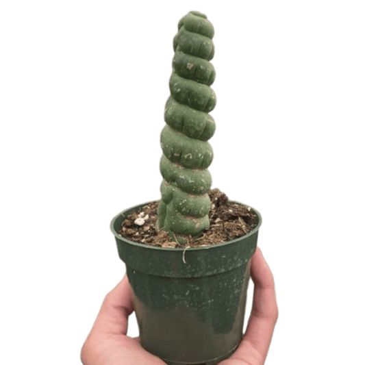 Succulent Unicorn Cactus - TheHardenGarden