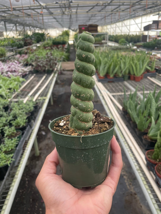 Succulent Unicorn Cactus - TheHardenGarden