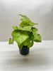 Syngonium Cream Allusion - TheHardenGarden