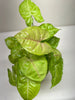 Syngonium Cream Allusion - TheHardenGarden
