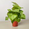 Syngonium Cream Allusion - TheHardenGarden
