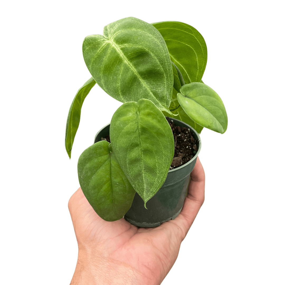 Syngonium 'Ice Frost' - TheHardenGarden