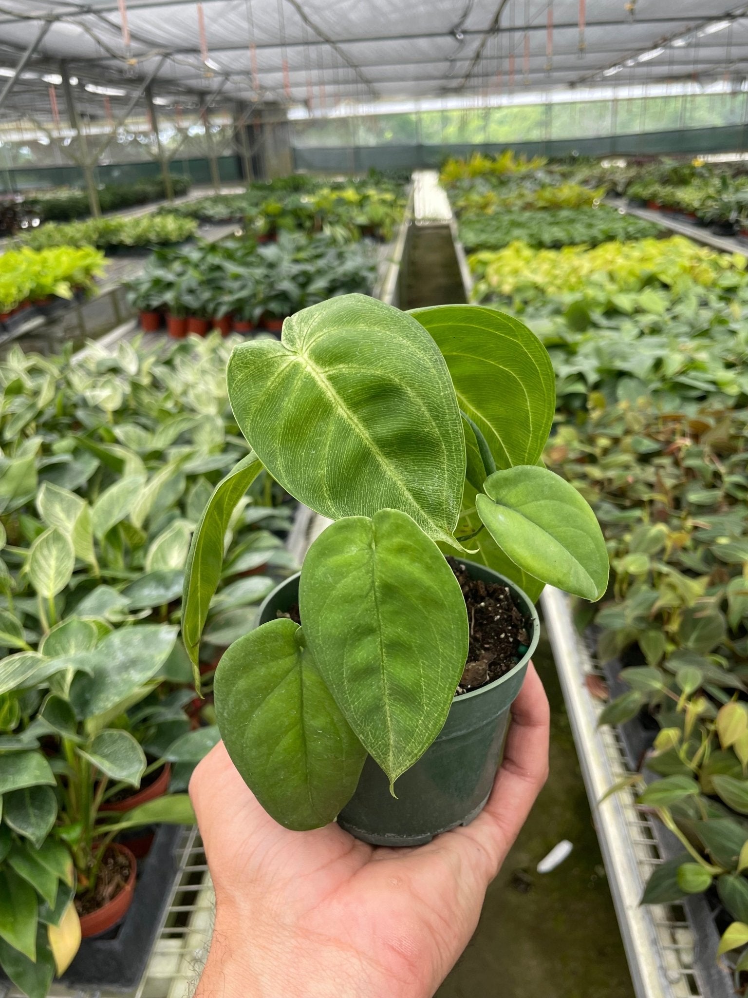 Syngonium 'Ice Frost' - TheHardenGarden