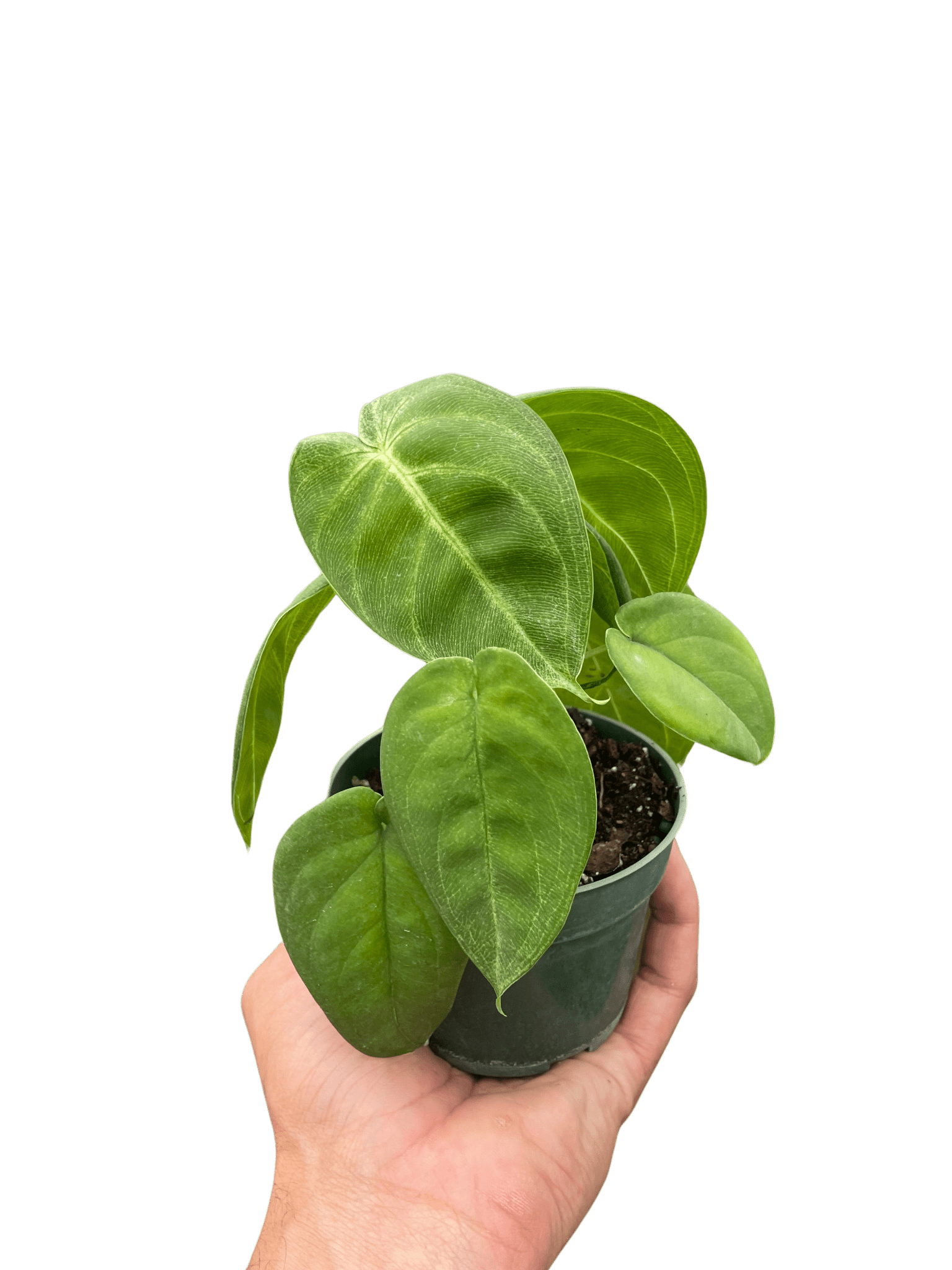 Syngonium 'Ice Frost' - TheHardenGarden