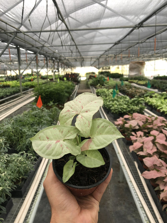 Syngonium 'Milk Confetti' - TheHardenGarden