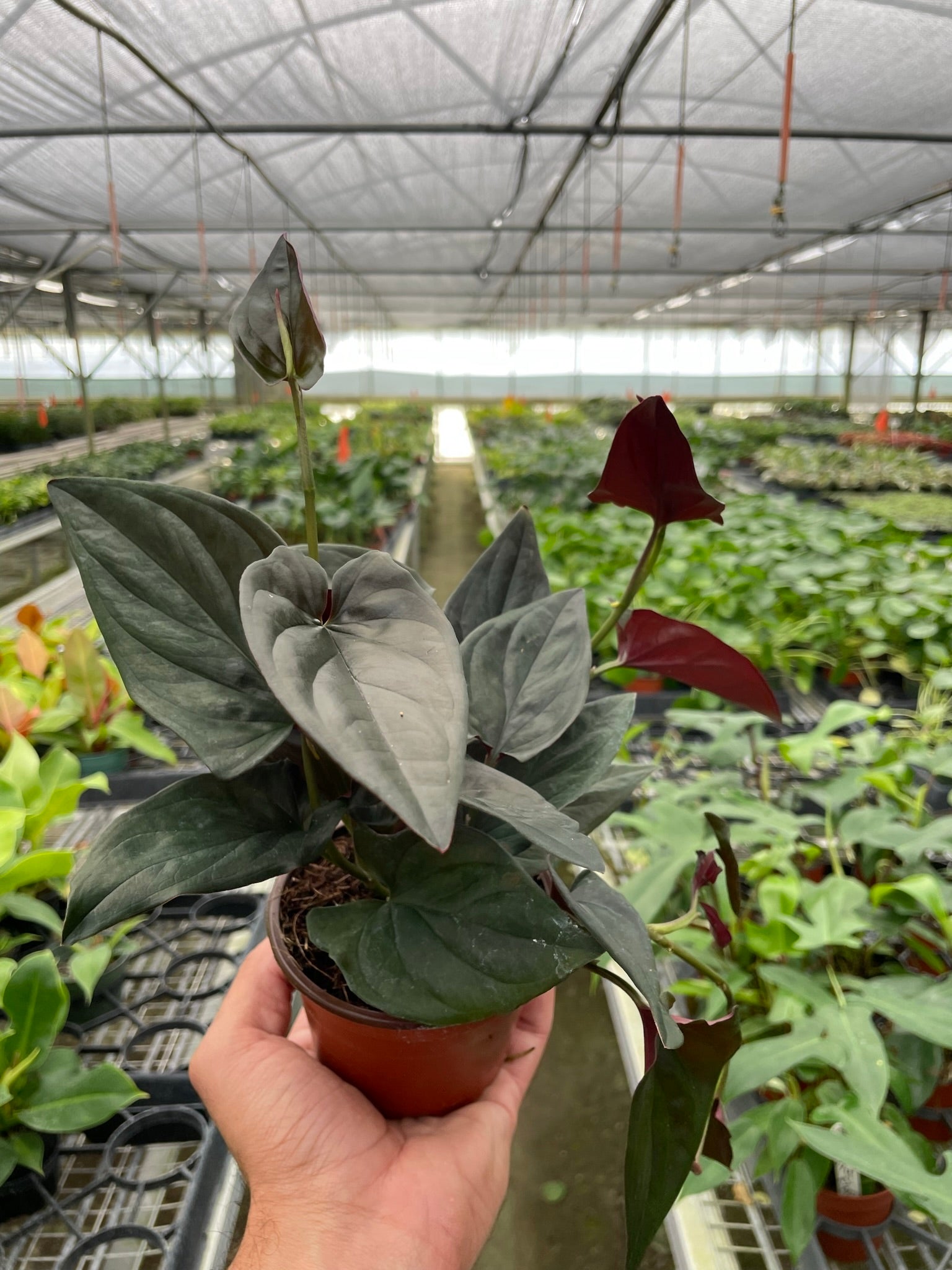 Syngonium 'Red Arrow' - TheHardenGarden