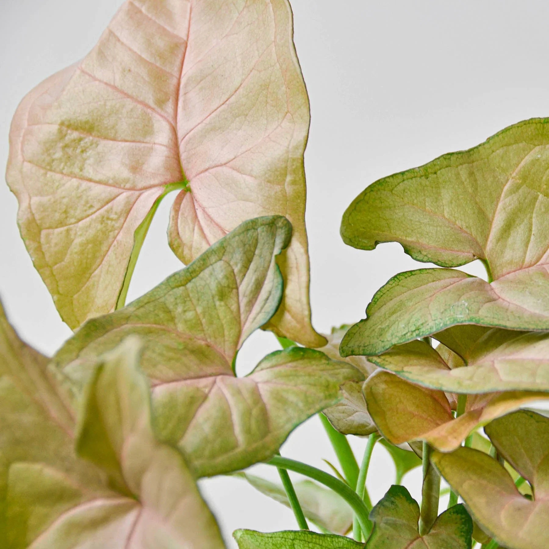 Syngonium Strawberry - TheHardenGarden