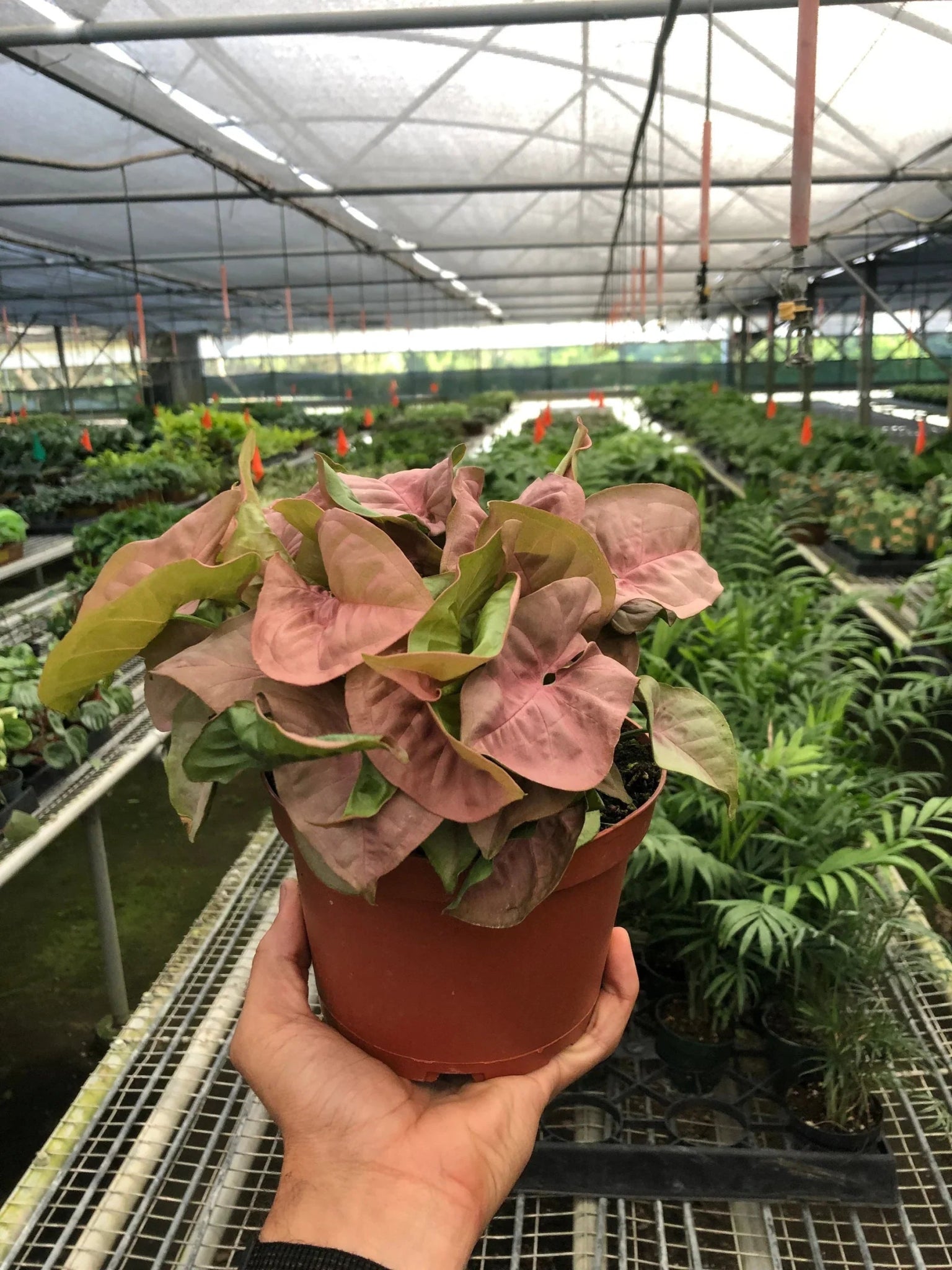 Syngonium Strawberry - TheHardenGarden