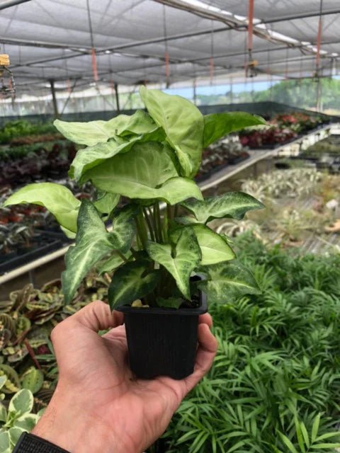 Syngonium White Butterfly - TheHardenGarden