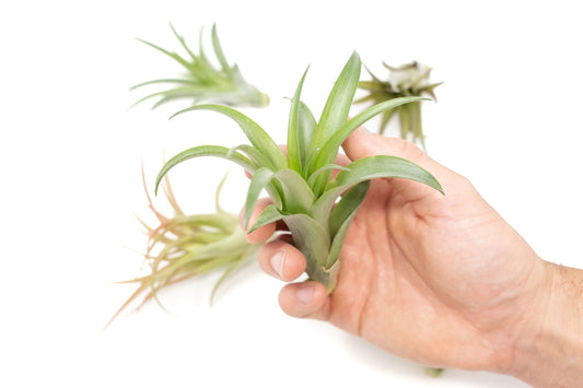 Tillandsia Abdita Brachycaulos Air Plants - TheHardenGarden