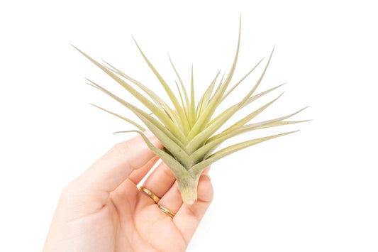 Tillandsia Aeranthos - Clavel del Aire / "Carnation of the Air" Air Plants - TheHardenGarden