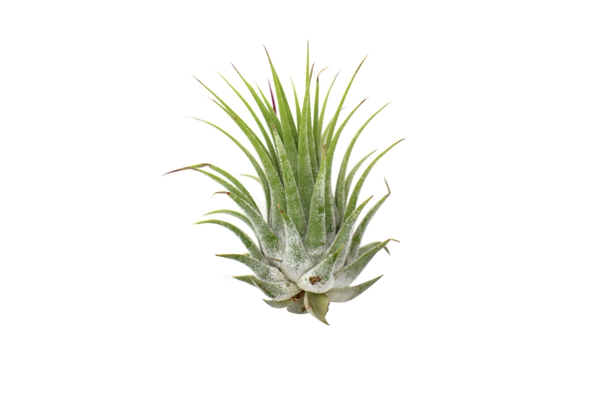 Tillandsia Air Plant Ionantha - 25 Pack - TheHardenGarden