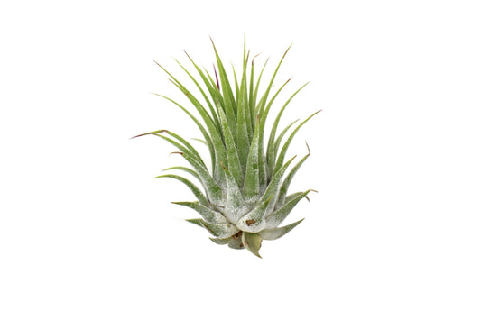 Tillandsia Air Plant Ionantha - 5 Pack - TheHardenGarden