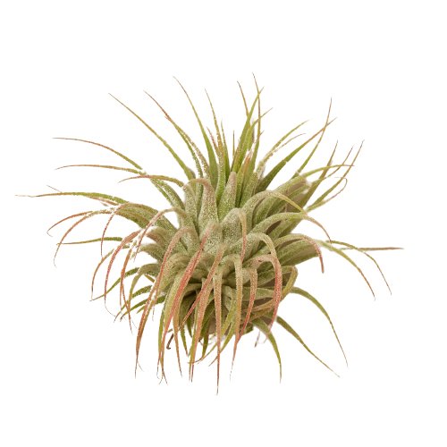 Tillandsia Air Plant Ionantha Guatemala - TheHardenGarden