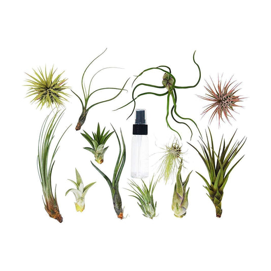 Tillandsia Air Plant Variety w/ Spray - 2 Pack - TheHardenGarden